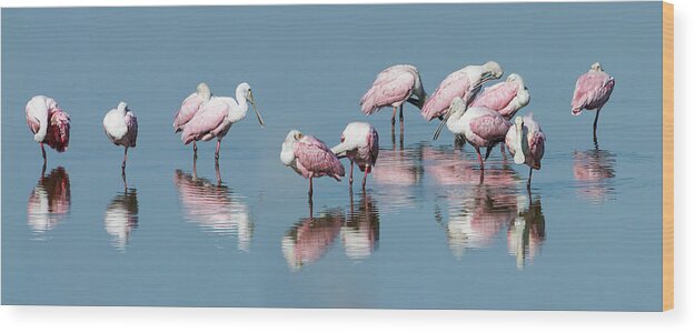 Audubon Wood Print featuring the photograph Spoonbills Reflected by Dawn Currie
