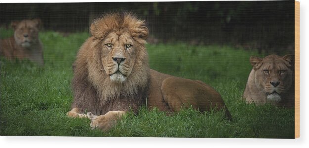 Lion Wood Print featuring the photograph Three Lions by Nigel R Bell