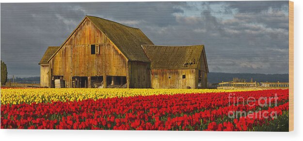 Skagit Valley Wood Print featuring the photograph Tulip Barn by Beve Brown-Clark Photography