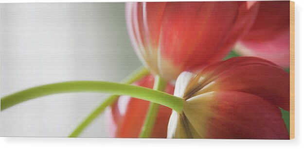 Floral Wood Print featuring the photograph Tulips In The Morning by Theresa Tahara