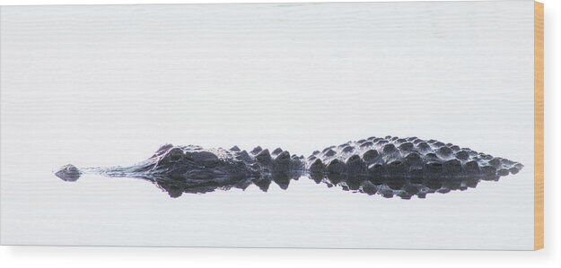 Alligator Wood Print featuring the photograph Afloat by Michael Allard