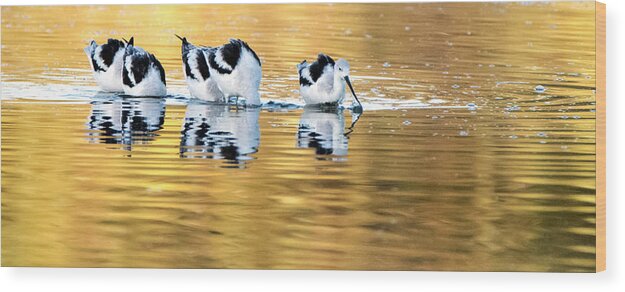 American Avocets Wood Print featuring the photograph American Avocets 3082-110119 by Tam Ryan