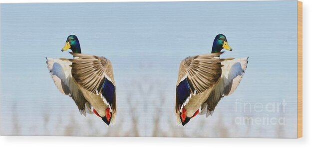 Mallard Wood Print featuring the photograph The Profile by Robert Pearson