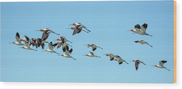 American Avocets Wood Print featuring the photograph American Avocets 7129-040123-2 by Tam Ryan