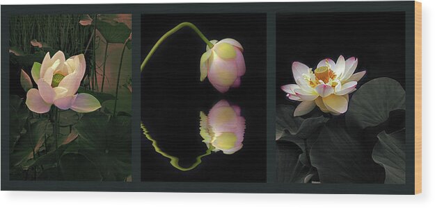 Lotus Wood Print featuring the photograph Aquatic Garden Triptych by Jessica Jenney