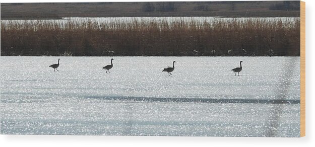 Geese Wood Print featuring the photograph Geese Walking on Ice by Amanda R Wright