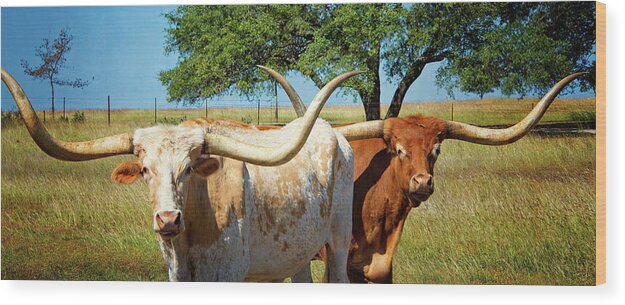 Longhorns Wood Print featuring the photograph Longhorn Stretch by Lynn Bauer