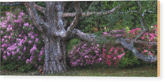 Oak Wood Print featuring the photograph Oak Rhodie Panorama by Wayne King
