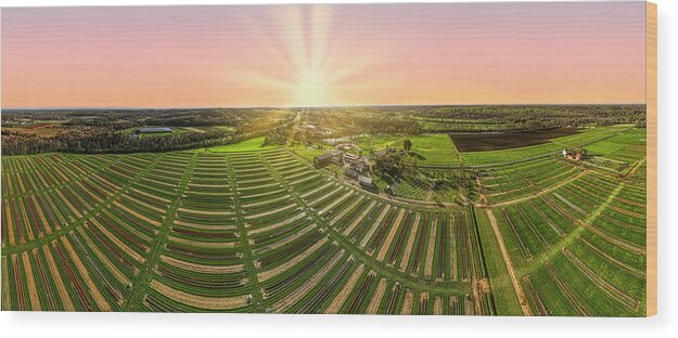 Tulip Wood Print featuring the photograph Tulip Farm Panorama by Susan Candelario