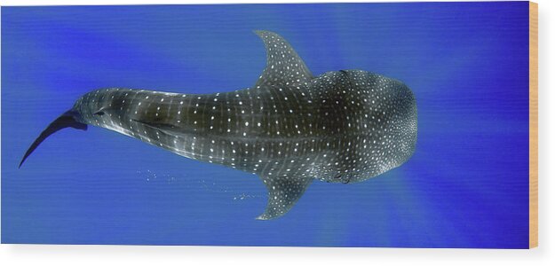 Whale Shark Wood Print featuring the photograph Whale shark by Artesub