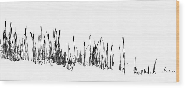 2020-03-24. Pond Walk Wood Print featuring the photograph Winter Cattails by Phil And Karen Rispin