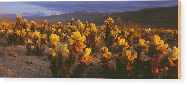 Photography Wood Print featuring the photograph Cholla Cactus At Sunset, Joshua Tree by Panoramic Images