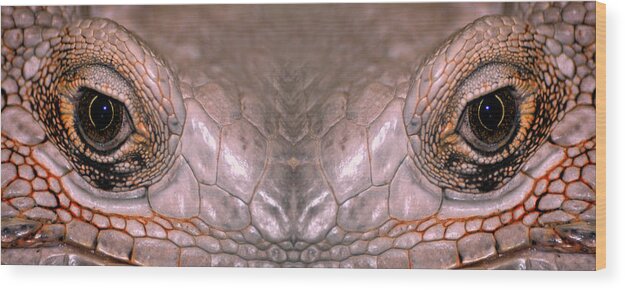 Iguana Wood Print featuring the photograph Iguana Eyes by Don Johnson