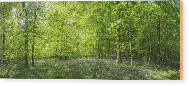 Scenics Wood Print featuring the photograph Sunlight Streaming Through Summer by Fotovoyager