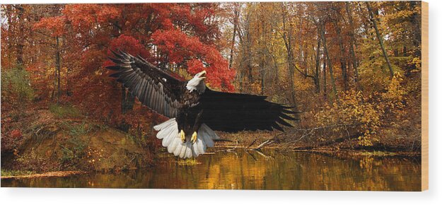 Late October Wood Print featuring the photograph Eagle in Autumn Splendor by Randall Branham