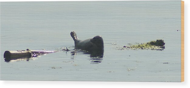 Seal Wood Print featuring the photograph Seal by Jerry Cahill