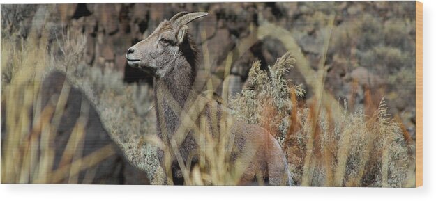 Bighorn Sheep Wood Print featuring the photograph Young Ram by Atom Crawford