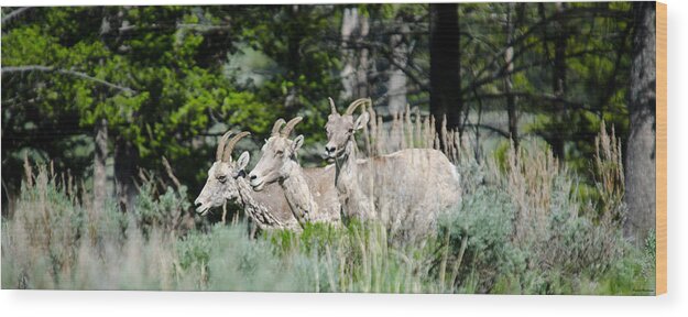 Animals Wood Print featuring the photograph Three Big Horn Sheep by Crystal Wightman