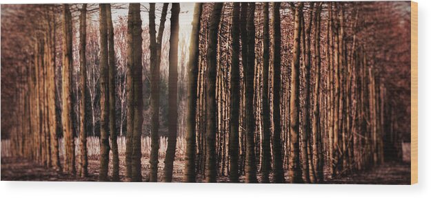 Trees Wood Print featuring the photograph Trees Gathering by Wim Lanclus