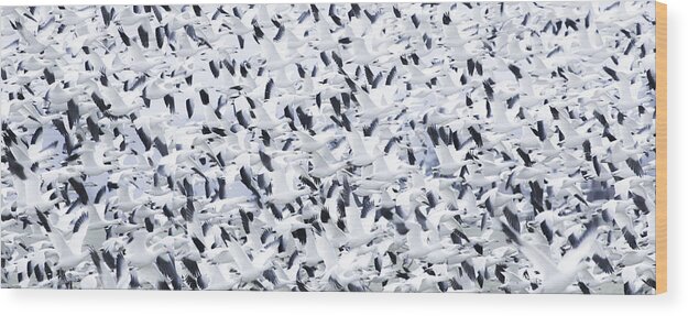 Bird Wood Print featuring the photograph Snowstorm by Katsu Uota