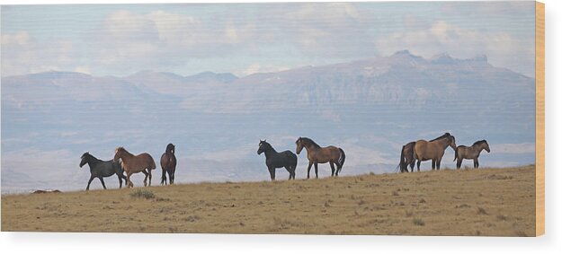 Mustangs Wood Print featuring the photograph 2021 McCullough Peaks Herd by Jean Clark