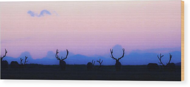 Bull Elk Wood Print featuring the photograph Bull Elk At Sundown by Gary Beeler