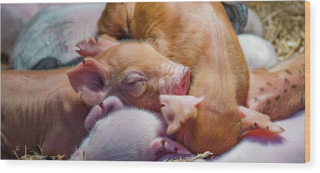 Farm Wood Print featuring the photograph Sound Asleep by Joye Ardyn Durham