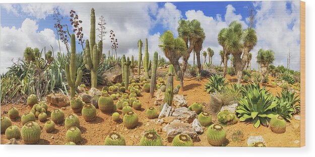 Saguaro Cactus Wood Print featuring the photograph Cactus Country by Cinoby