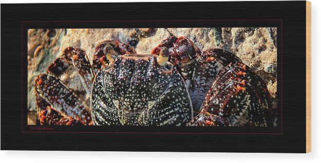 Crab Canvas Print Wood Print featuring the photograph Colorful Crab by Lucy VanSwearingen