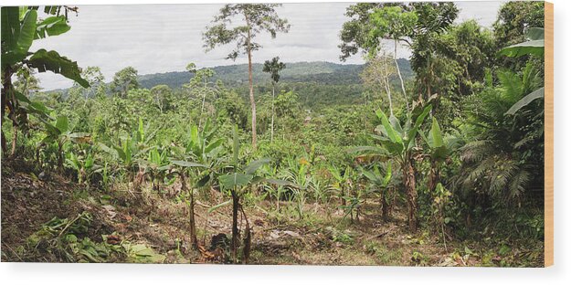 Agriculture Wood Print featuring the photograph Cultivated Clearing In Amazon by Dr Morley Read