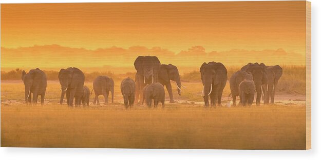 Elephants Wood Print featuring the photograph Golden Light by David Hua
