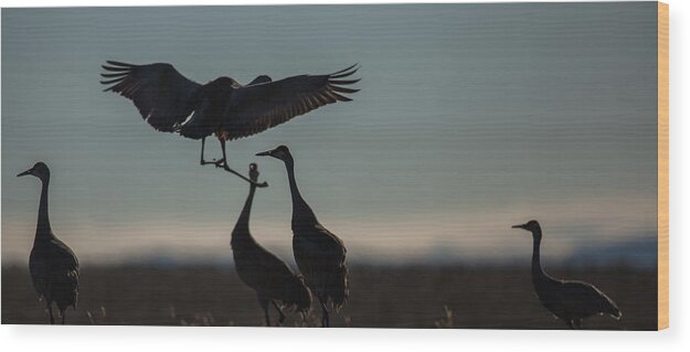 Cranes Wood Print featuring the photograph Sandhill Landing by Kevin Dietrich