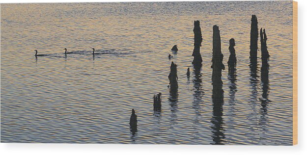 Cormorants Wood Print featuring the photograph Three Cormorants by Marty Saccone