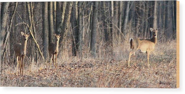 Whitetail Wood Print featuring the photograph Whitetail Alert by Mark J Seefeldt