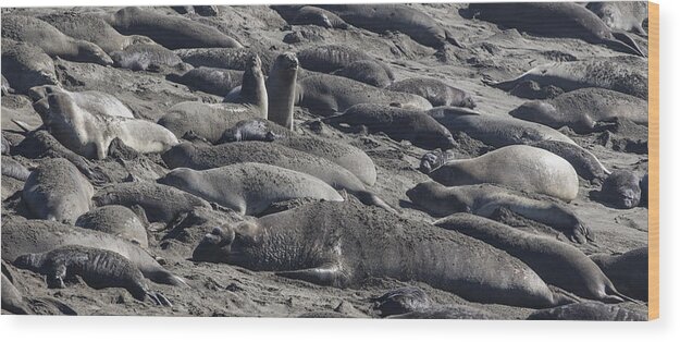 Highway 1 Wood Print featuring the photograph California Benched Seals by John McGraw