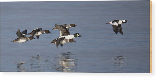 Ducks Wood Print featuring the photograph Duckin Out by Randy Hall