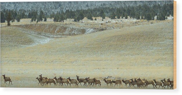 Elk Wood Print featuring the photograph Follow Me.. by Al Swasey