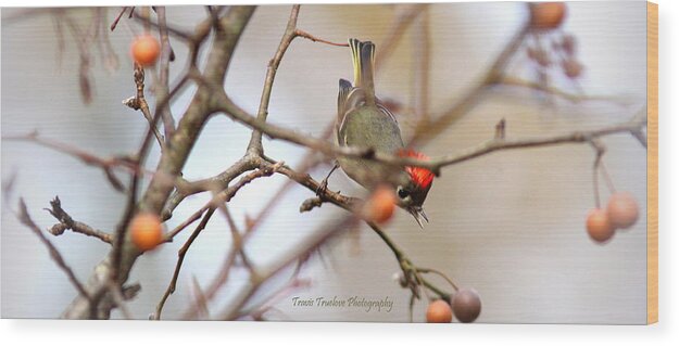 Ruby-crowned Kinglet Wood Print featuring the photograph IMG_4370-007 - Ruby-crowned Kinglet by Travis Truelove