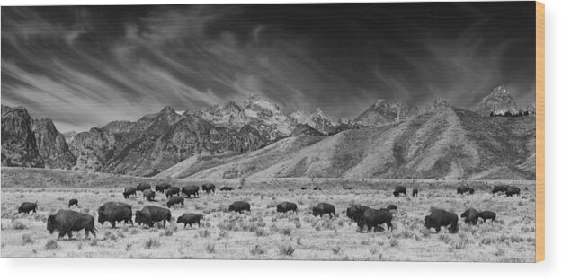 Animal Wood Print featuring the photograph Roaming Bison in Black and White by Mark Kiver