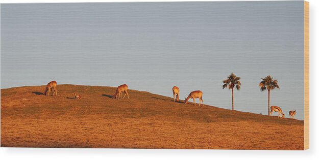 Landscape Wood Print featuring the photograph Sunset in San Diego Zoo Safari Park by Irina ArchAngelSkaya