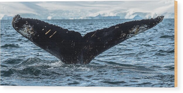 Photography Wood Print featuring the photograph Whale In The Ocean, Southern Ocean #3 by Panoramic Images
