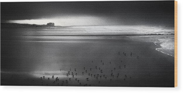 Sea Wood Print featuring the photograph Land Of The Seagulls by Piet Flour