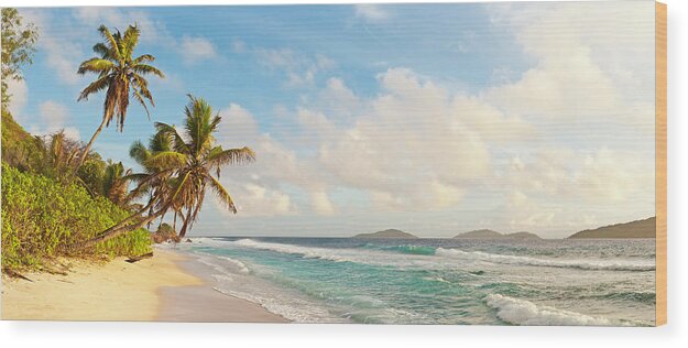 Water's Edge Wood Print featuring the photograph Palm Tree Paradise Deserted Golden by Fotovoyager