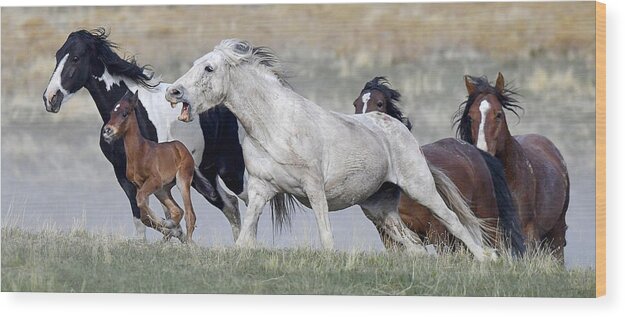 Stallion Wood Print featuring the photograph Bachelors Attack. by Paul Martin