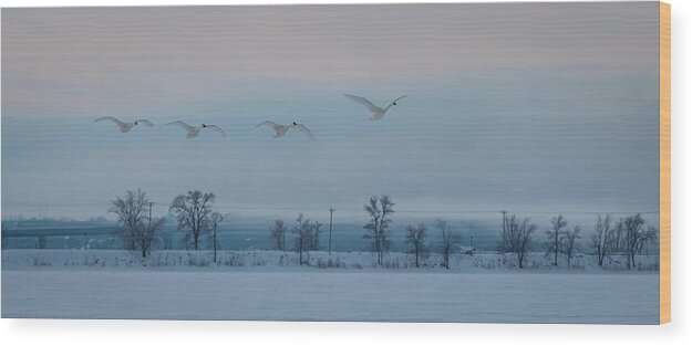 Trumpeter Swan Wood Print featuring the photograph Trumpeter Swan Overpass by Patti Deters