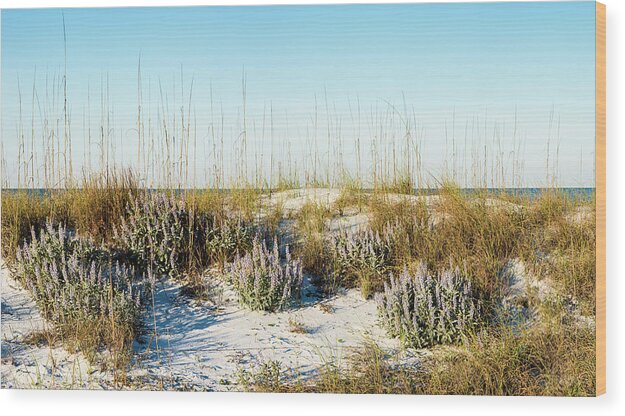 Gulf Wood Print featuring the photograph Dunetop Blue Lupine - wide by Kurt Lischka