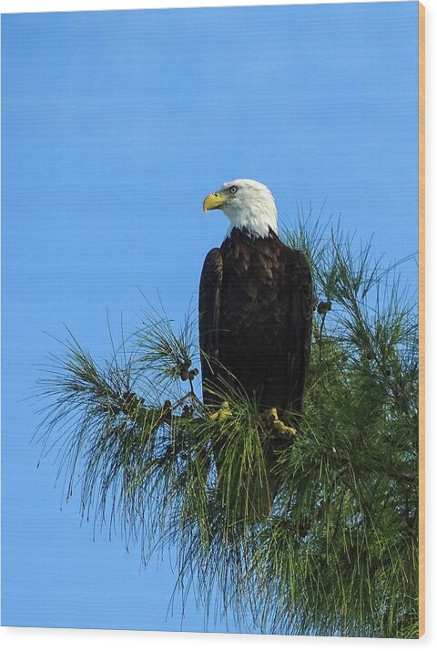 Bald Eagle Wood Print featuring the photograph Eagle Eye by Dan Podsobinski