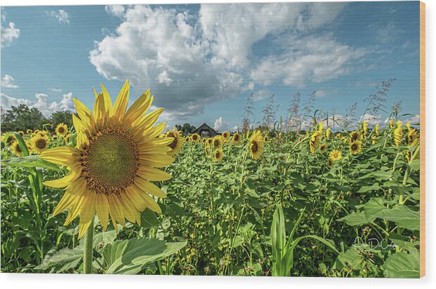 Sunflower Wood Print featuring the photograph Cloudy Day with a Chance of Sunflowers by Pam DeCamp