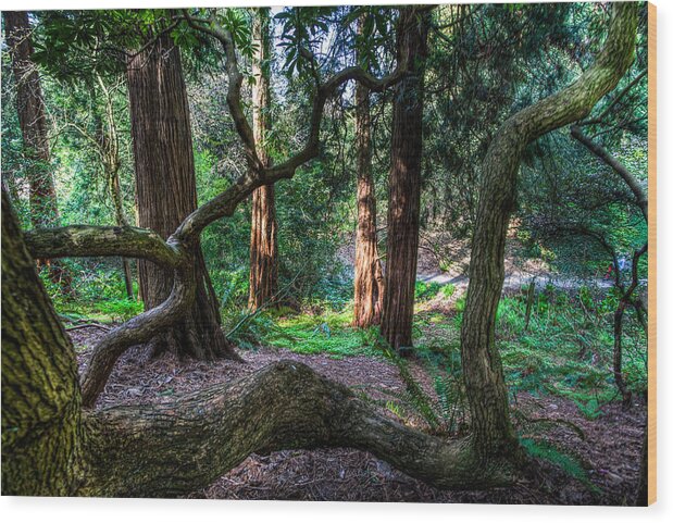 Arboretum Wood Print featuring the photograph Arboretum Park by Tommy Farnsworth