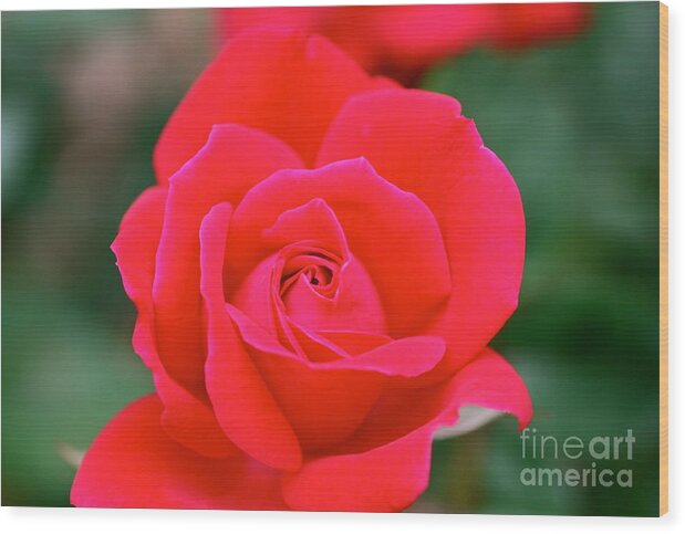 Cathy Dee Janes Wood Print featuring the photograph Rose Cascade by Cathy Dee Janes